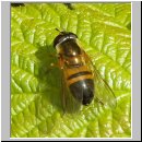 Epistrophe eligans - Zweiband-Wiesenschwebfliege w01.jpg